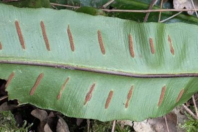 <i>Asplenium scolopendrium</i>