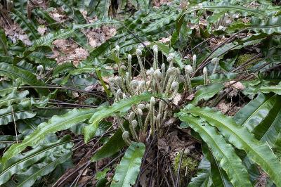 <i>Asplenium scolopendrium</i>