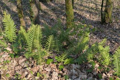 <i>Polypodium</i>