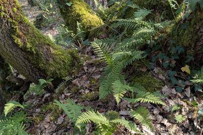 <i>Polypodium</i>