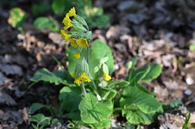 <i>Primula veris</i>