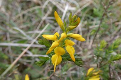 <i>Genista anglica</i>