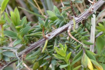 <i>Genista anglica</i>