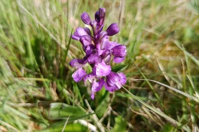 <i>Anacamptis morio</i>