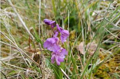 <i>Anacamptis morio</i>
