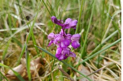 <i>Anacamptis morio</i>