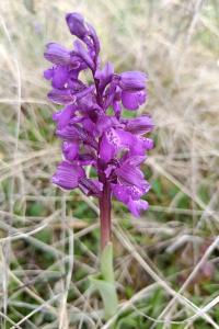 <i>Anacamptis morio</i>