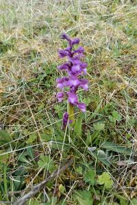 <i>Anacamptis morio</i>