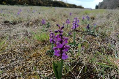 <i>Anacamptis morio</i>