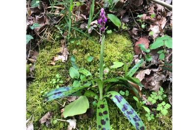 <i>Orchis mascula</i>