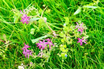 <i>Fumaria officinalis</i>