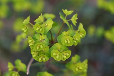 <i>Euphorbia amygdaloides</i>