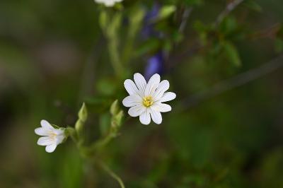 <i>Rabelera holostea</i>