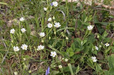 <i>Rabelera holostea</i>