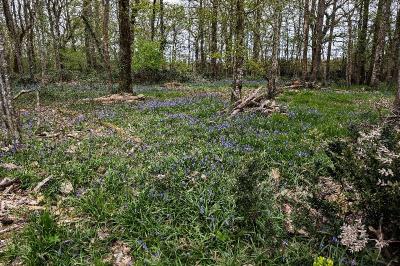 <i>Hyacinthoides non-scripta</i>