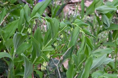 <i>Polygonatum multiflorum</i>