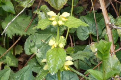 <i>Lamium galeobdolon</i>