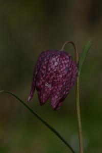 <i>Fritillaria meleagris</i>
