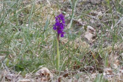 <i>Anacamptis morio</i>