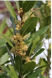 <i>Laurus nobilis</i>