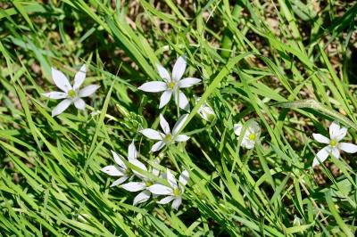 <i>Ornithogalum umbellatum</i>