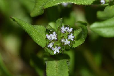 <i>Valerianella locusta</i>
