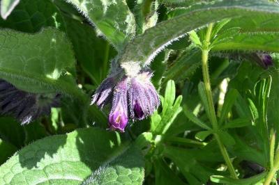 <i>Symphytum officinale</i>