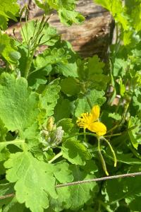 <i>Chelidonium majus</i>