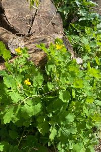 <i>Chelidonium majus</i>