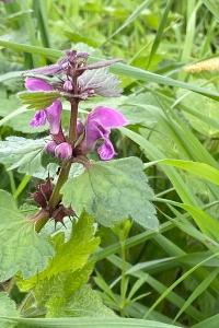 <i>Lamium maculatum</i>