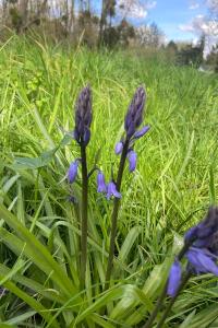 <i>Hyacinthoides non-scripta</i>