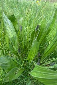 <i>Plantago lanceolata</i>