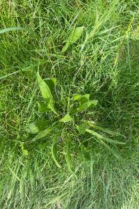<i>Plantago lanceolata</i>