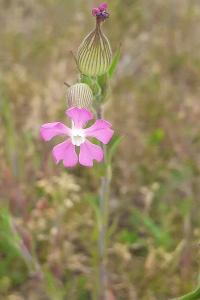 <i>Silene conica</i>