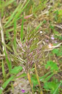 <i>Poa bulbosa</i>