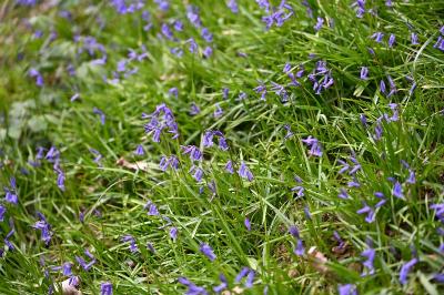 <i>Hyacinthoides non-scripta</i>
