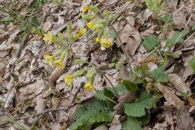 <i>Primula elatior</i>