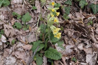 <i>Primula elatior</i>