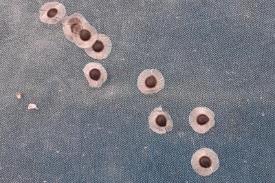 <i>Spergula pentandra</i>