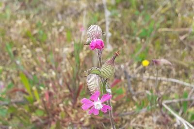 <i>Silene conica</i>