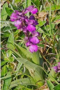 <i>Anacamptis morio</i>