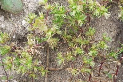<i>Scleranthus annuus</i>