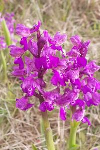 <i>Anacamptis morio</i>