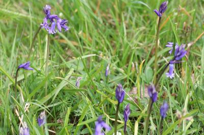 <i>Hyacinthoides non-scripta</i>
