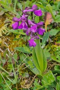 <i>Anacamptis morio</i>