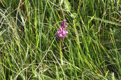 <i>Anacamptis morio</i>