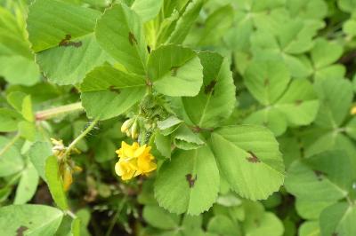 <i>Medicago arabica</i>