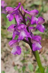 <i>Anacamptis morio</i>