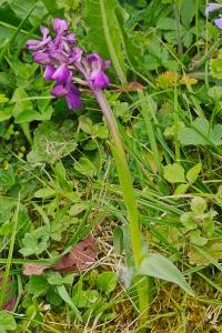 <i>Anacamptis morio</i>