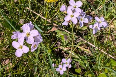 <i>Cardamine pratensis</i>